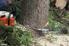 Professional Tree Services in Weigelstown, PA